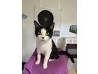 Hickory, Domestic Shorthair For Adoption In Ashland, Ohio