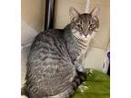 Corduroy, Domestic Shorthair For Adoption In Columbia, Illinois