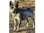 Adopt Leeta(I am deaf) a Australian Cattle Dog / Blue Heeler
