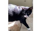 Jet - Center, Domestic Shorthair For Adoption In Oakland Park, Florida