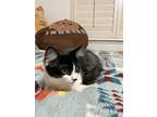 Gabriela And Lucas Indoor Only, Domestic Shorthair For Adoption In Lodi