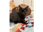 Lucas And Gabriela Indoor Only, Domestic Mediumhair For Adoption In Lodi