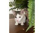 Myna Indoor Only, Domestic Shorthair For Adoption In Lodi, California