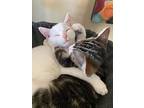 Dot Indoor Only, Domestic Shorthair For Adoption In Lodi, California