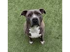 Shade, American Pit Bull Terrier For Adoption In North Richland Hills, Texas