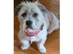 Benji, Terrier (unknown Type, Small) For Adoption In Brownsburg, Indiana