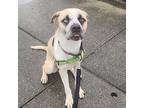 Jace, Border Terrier For Adoption In Richmond, Virginia