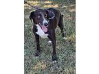 General Lee, Labrador Retriever For Adoption In Morrilton, Arkansas