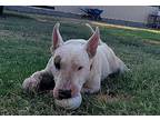 Bruce, Bull Terrier For Adoption In Glenwood, Arkansas