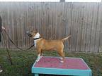 Abby, Bull Terrier For Adoption In Glenwood, Arkansas