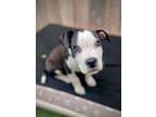 Oreo, American Pit Bull Terrier For Adoption In San Francisco, California