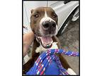 Brutus, American Staffordshire Terrier For Adoption In Austin, Texas