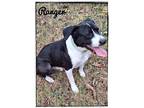 Ranger, Retriever (unknown Type) For Adoption In Maryville, Tennessee
