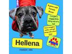 Adopt Hellena a Boxer