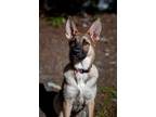 Adopt Aurora a German Shepherd Dog