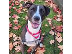 Trixie, Border Terrier For Adoption In Richmond, Virginia