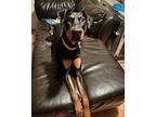 Kamy (behavior Hold), Doberman Pinscher For Adoption In Edmonton, Alberta