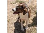 Aurthur, Terrier (unknown Type, Medium) For Adoption In Bandera, Texas