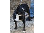 Brutus, Terrier (unknown Type, Medium) For Adoption In Bandera, Texas