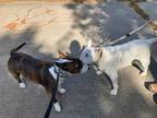Pearl, Bull Terrier For Adoption In Glenwood, Arkansas