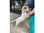 Emma, Bull Terrier For Adoption In Glenwood, Arkansas