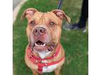 Noho Hank, Border Terrier For Adoption In Richmond, Virginia