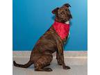 June, American Pit Bull Terrier For Adoption In Columbia, Illinois