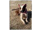 Maggie, American Pit Bull Terrier For Adoption In Maryville, Tennessee