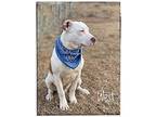 West, American Staffordshire Terrier For Adoption In Maryville, Tennessee