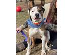Roth, American Staffordshire Terrier For Adoption In Maryville, Tennessee