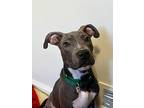 Brussel Sprouts, American Staffordshire Terrier For Adoption In Pleasant Ridge