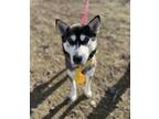 Adopt Nightfall a Husky