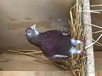 Cornell, Pigeon For Adoption In San Francisco, California