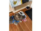 Adopt Nama a Cane Corso, Pit Bull Terrier