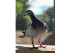 Appletini, Pigeon For Adoption In San Francisco, California