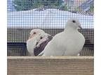 Calvin W/ Timber, Pigeon For Adoption In San Francisco, California