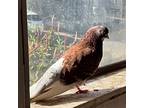 Vernon, Pigeon For Adoption In San Francisco, California