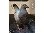 Jessie W/cooper, Pigeon For Adoption In San Francisco, California