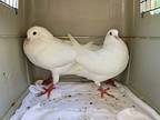 Pinks W/ Poppy, Pigeon For Adoption In San Francisco, California