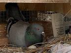 Beth W/beluga, Pigeon For Adoption In San Francisco, California