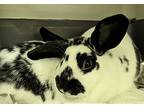 April, Lop-eared For Adoption In Comox, British Columbia