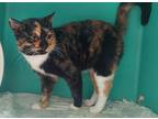 Kyra, Domestic Shorthair For Adoption In Bedford, Indiana