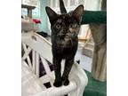 Morticia, Domestic Shorthair For Adoption In San Leon, Texas