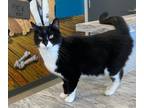 Barbara, Domestic Shorthair For Adoption In Jefferson, Iowa