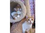 Mango & Apricot, Domestic Shorthair For Adoption In Prescott, Arizona