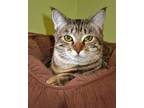 Cheyenne, Domestic Shorthair For Adoption In Prescott, Arizona