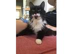 Snowdrop, Domestic Mediumhair For Adoption In Warwick, Rhode Island