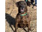 Adopt Molly a Mixed Breed