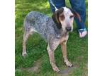 Adopt Dixie a Bluetick Coonhound