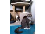 Comet And Skye (carol), Domestic Mediumhair For Adoption In Prescott, Arizona